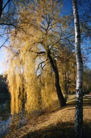 herbst_baum_hoch.jpg