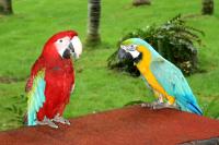 Loro_Park__61_.jpg